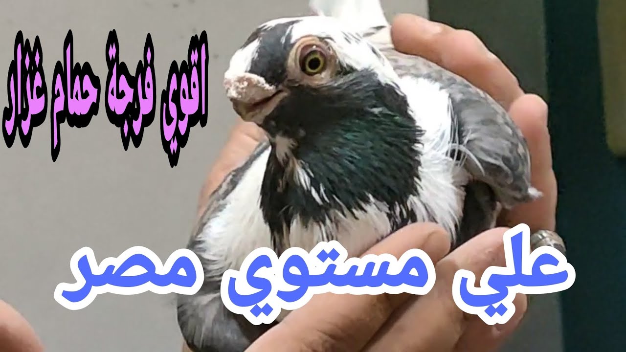 الحمام الغزار #دارالسلام #عزبة_خيرلله#البساتين