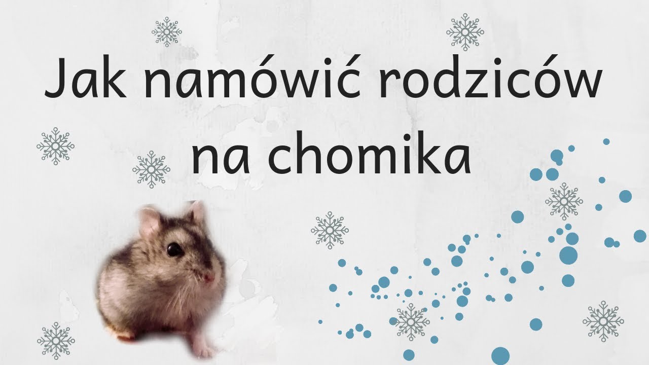 Jak namówić rodziców na chomika