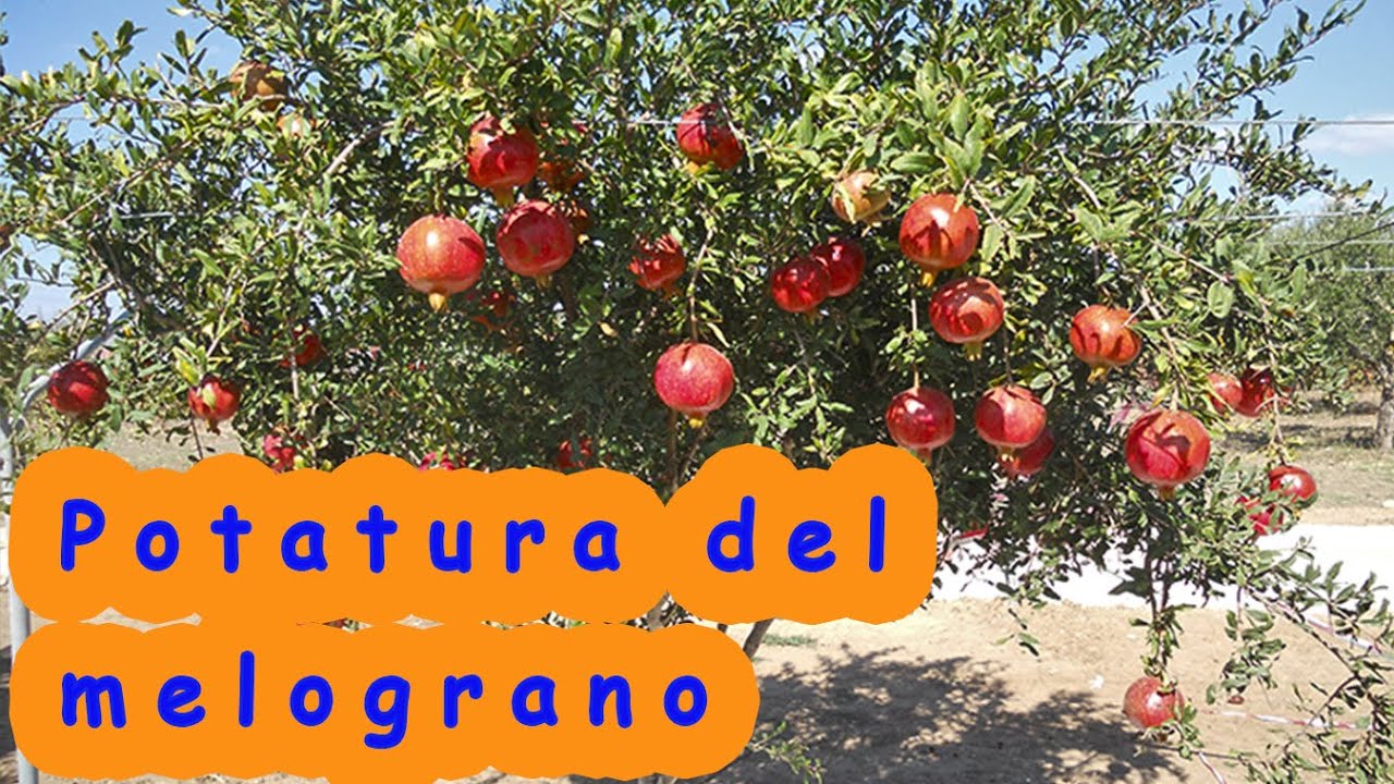 Potatura del melograno: potare il melograno ad alberello o a vaso cespugliato?