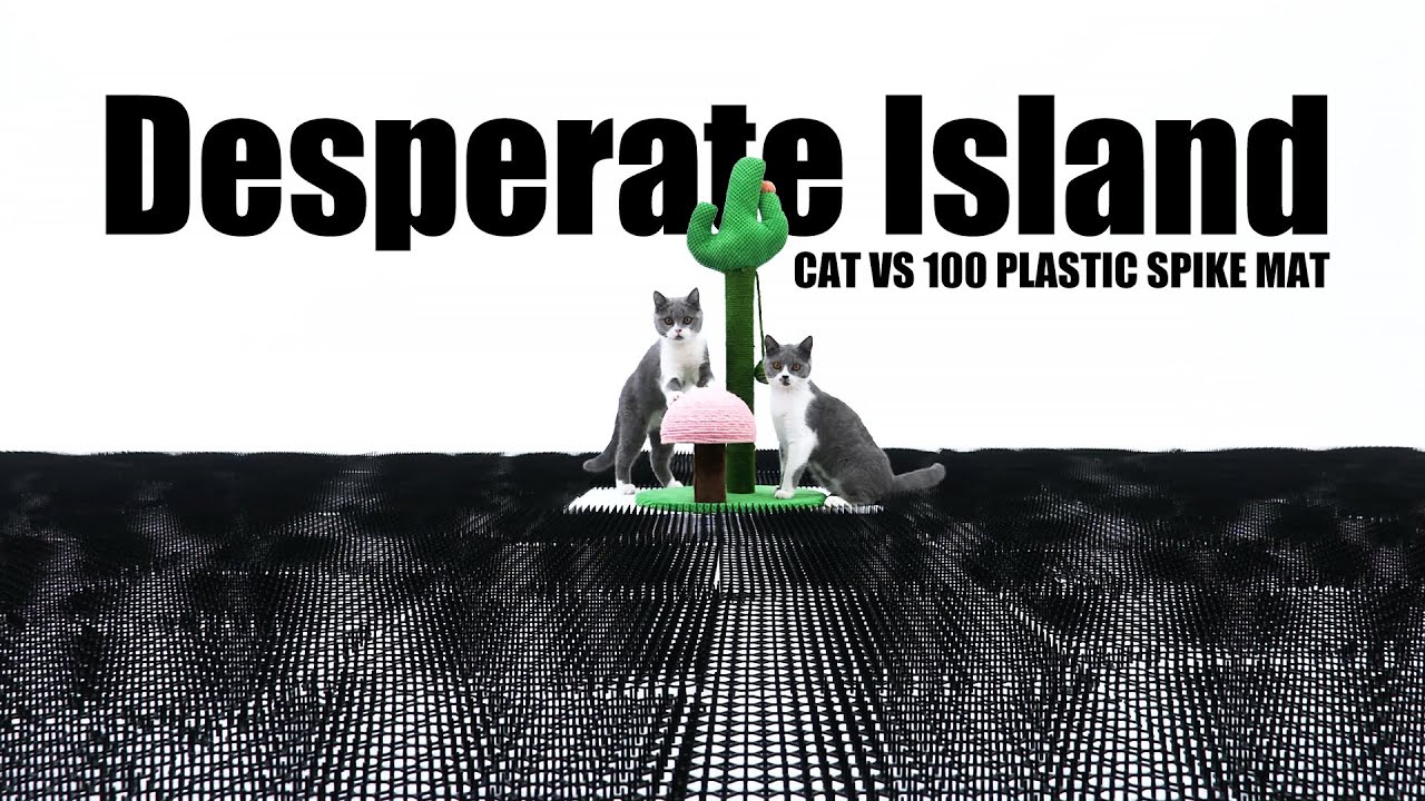 6 Cats vs 100 Plastic Spike Mat. Desperate Island.Funny cat Challenge Game Videos 2021