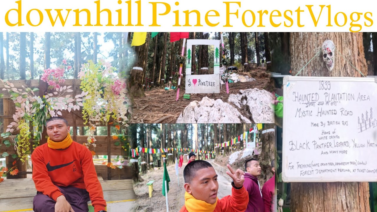 Downhill Pine Forest vlogs 