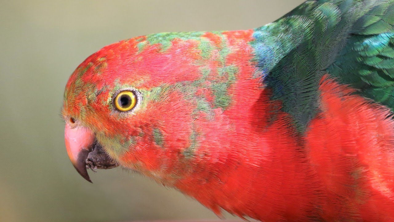 Up close with charismatic Australian King Parrots – Blue Mountains
