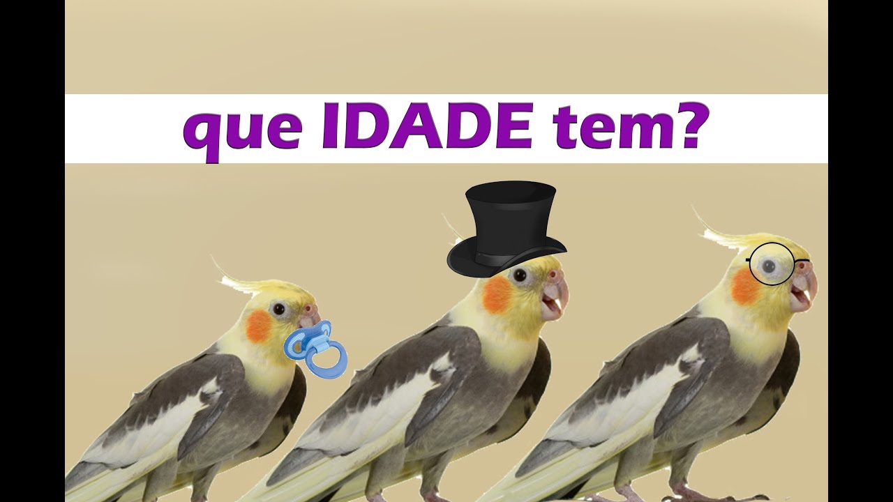Como descobrir a idade da sua calopsita?
