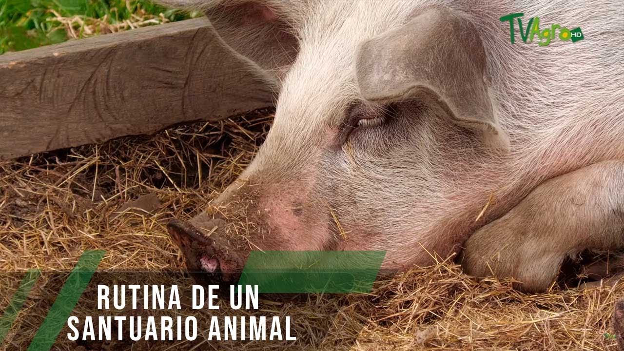 Rutina de un santuario animal - TvAgro por Juan Gonzalo Angel Restrepo