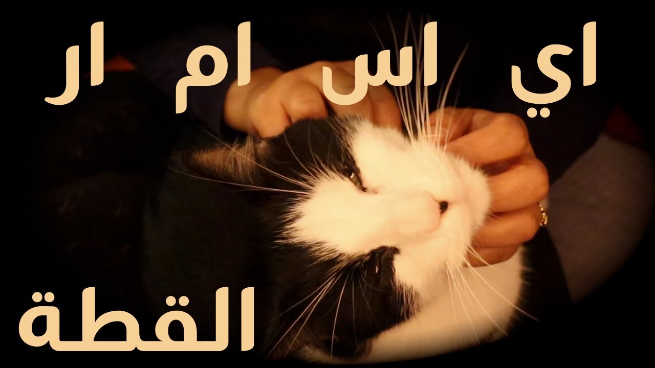 اي اس ام ار مياو 🐈😸 Kitty ASMR ~ Purrrrr