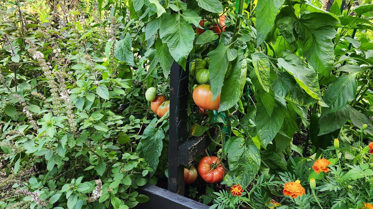 July Walkthrough Of The Potager Garden