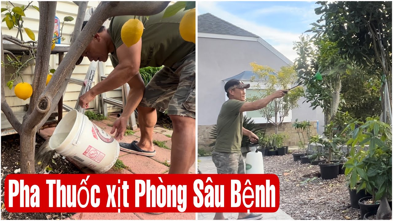 Pha Thuốc Xịt Ph&ograve;ng S&acirc;u Bệnh Cho C&acirc;y Ăn Tr&aacute;i || M&Acirc;Y XANH || Video 265