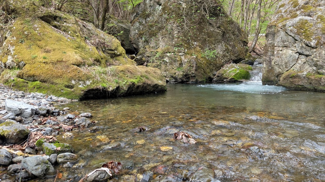 中ノ沢毛ばり専用釣り場／Nakanosawa Flyfishing Stream, Spring 2025