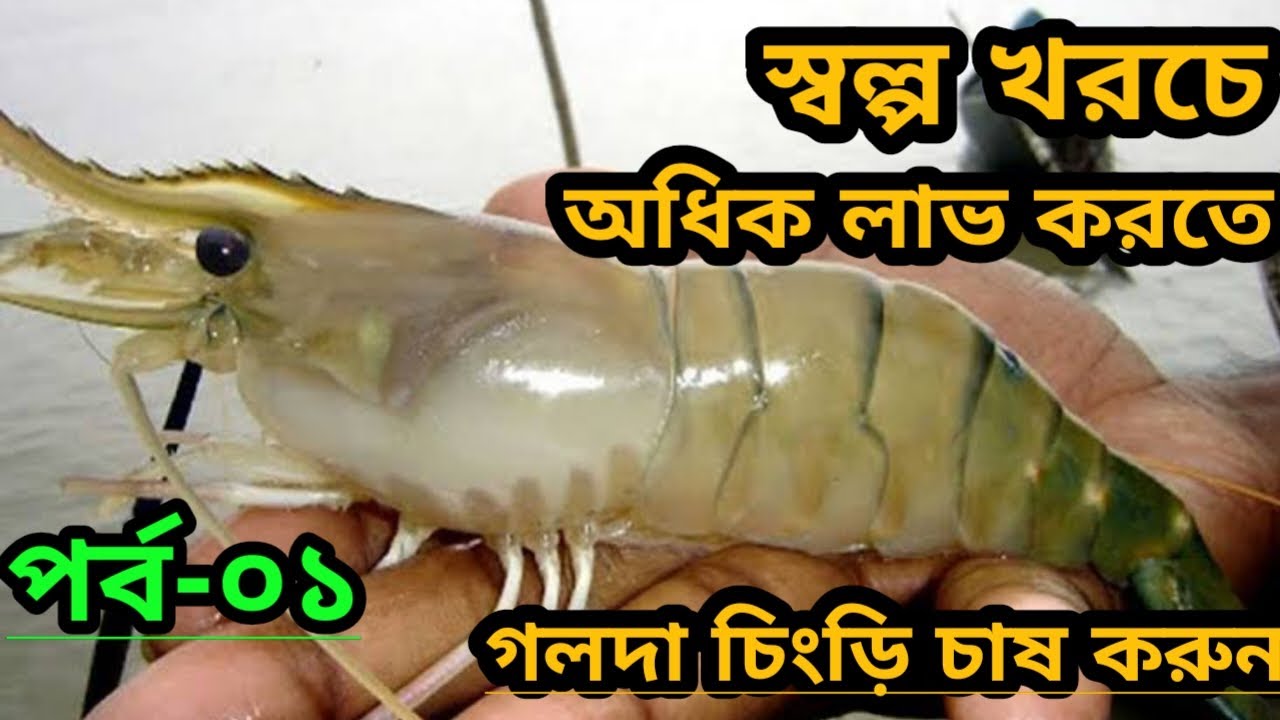 স্বল্প পুঁজি মেধা খাটিয়ে মাছ চাষে সফল হতে মিষ্টি পানিতে গলদা চিংড়ি চাষ করুন।গলদা চিংড়ি চাষ পদ্ধতি