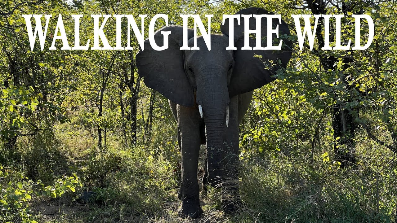 Kruger Park Wilderness Trail | Backpacking Hiking Camping | South Africa 4K