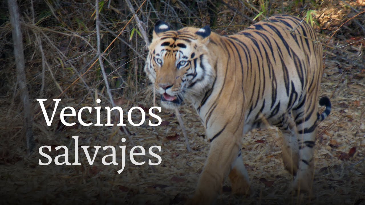 ¿Cómo es vivir rodeado de tigres en India?