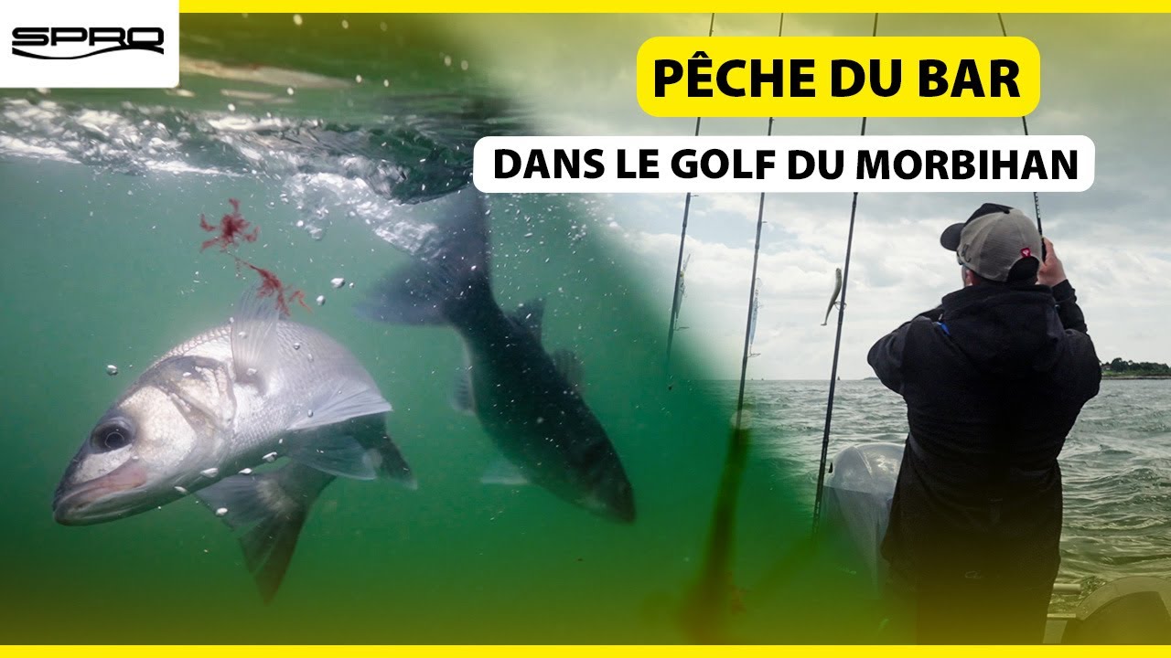 Pêche du Bar dans le Golfe du Morbihan – Début de Saison Difficile mais Poissons au Rendez-vous !