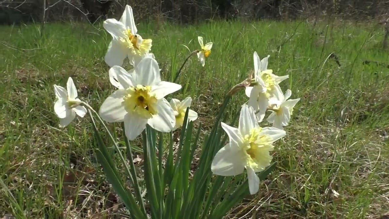 Parco Prandina: la vegetazione