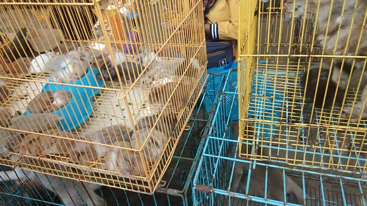 Beli Hamster Di Gading Fajar Sidoarjo