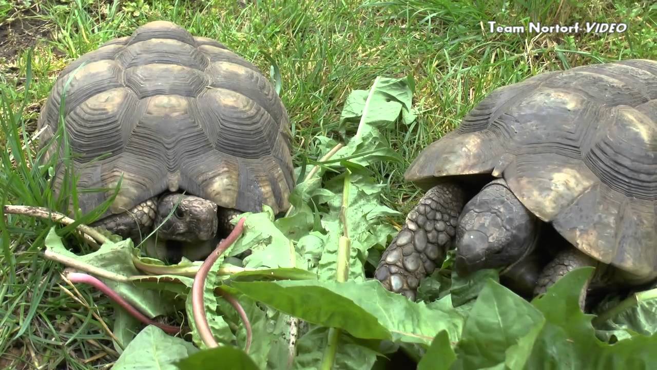 Die Schildkrötenauffangstation in Nortorf
