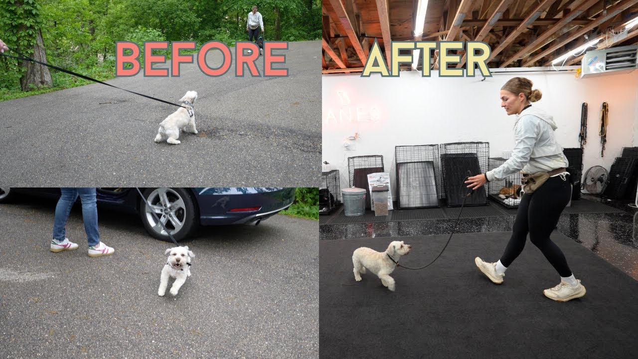 First Steps with a Reactive/Anxious Dog | Getting Acquainted & Creating Structure