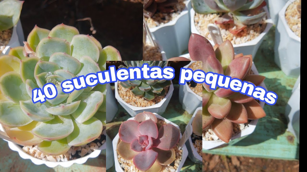 40 suculentas compactas.