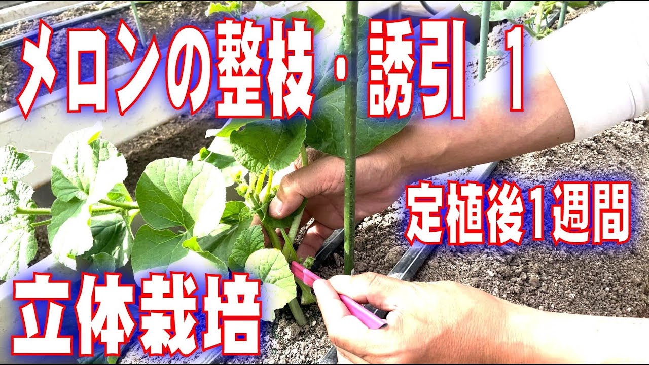 マスクメロンの整枝・誘引　その１ メロンの育て方　grow melons