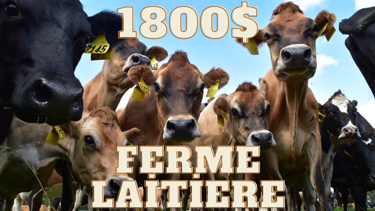 PAYÉS 1800$ PAR SEMAINE EN FERME LAITIERE | PVT AUSTRALIE WHV