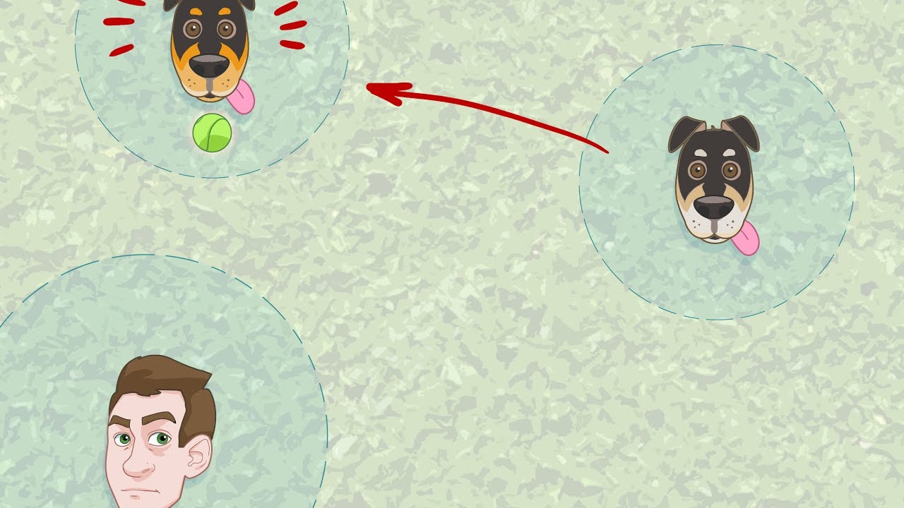Visualizar el espacio personal para evitar conflictos entre perros