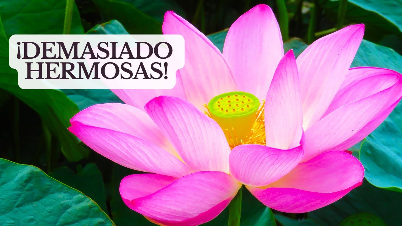 Las 10 Flores Más Hermosas del Mundo 🌸 #flores