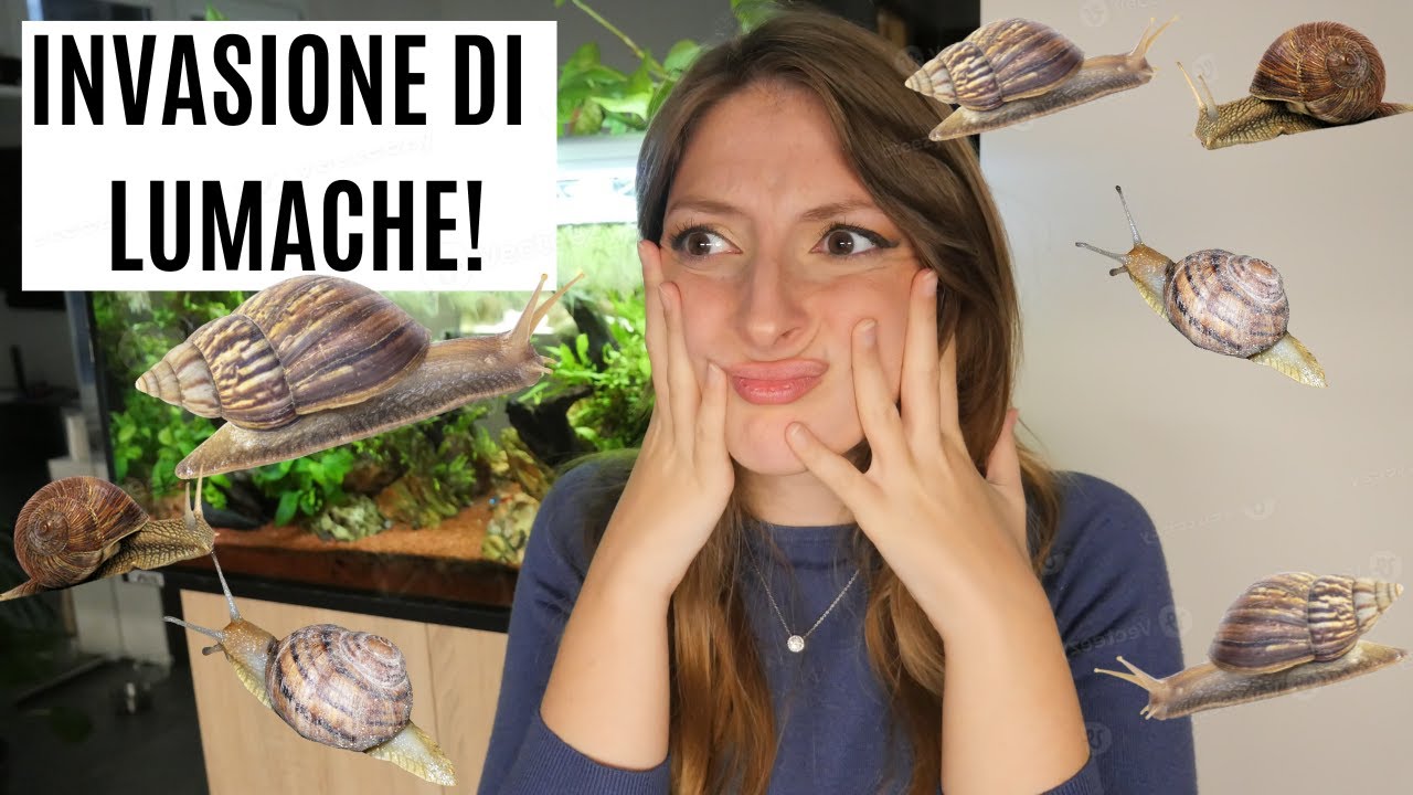 INVASIONE DI LUMACHE IN ACQUARIO! Perchè? Cosa fare? 🐌