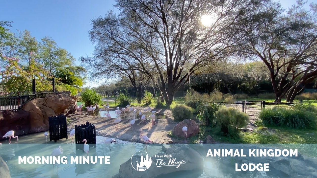 Walt Disney World - Animal Kingdom Lodge - Kidani Village Savanna (4K) (HD)