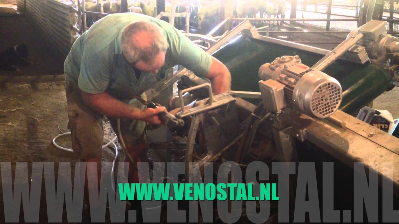 Veno Ovibus Treatment band