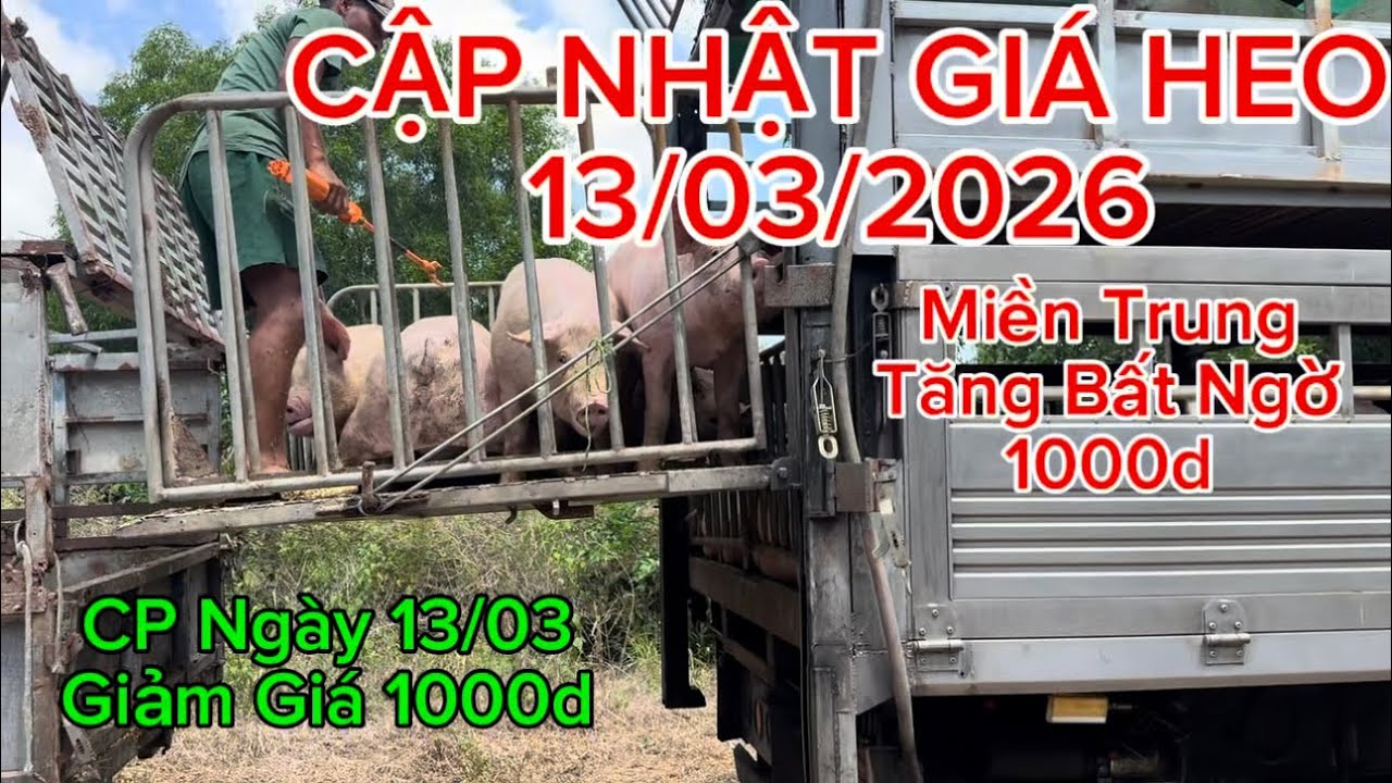 CẬP NHẬT GIÁ HEO 13/03/2026!!! Lạ Thường Miền Trung Tăng Giá Heo