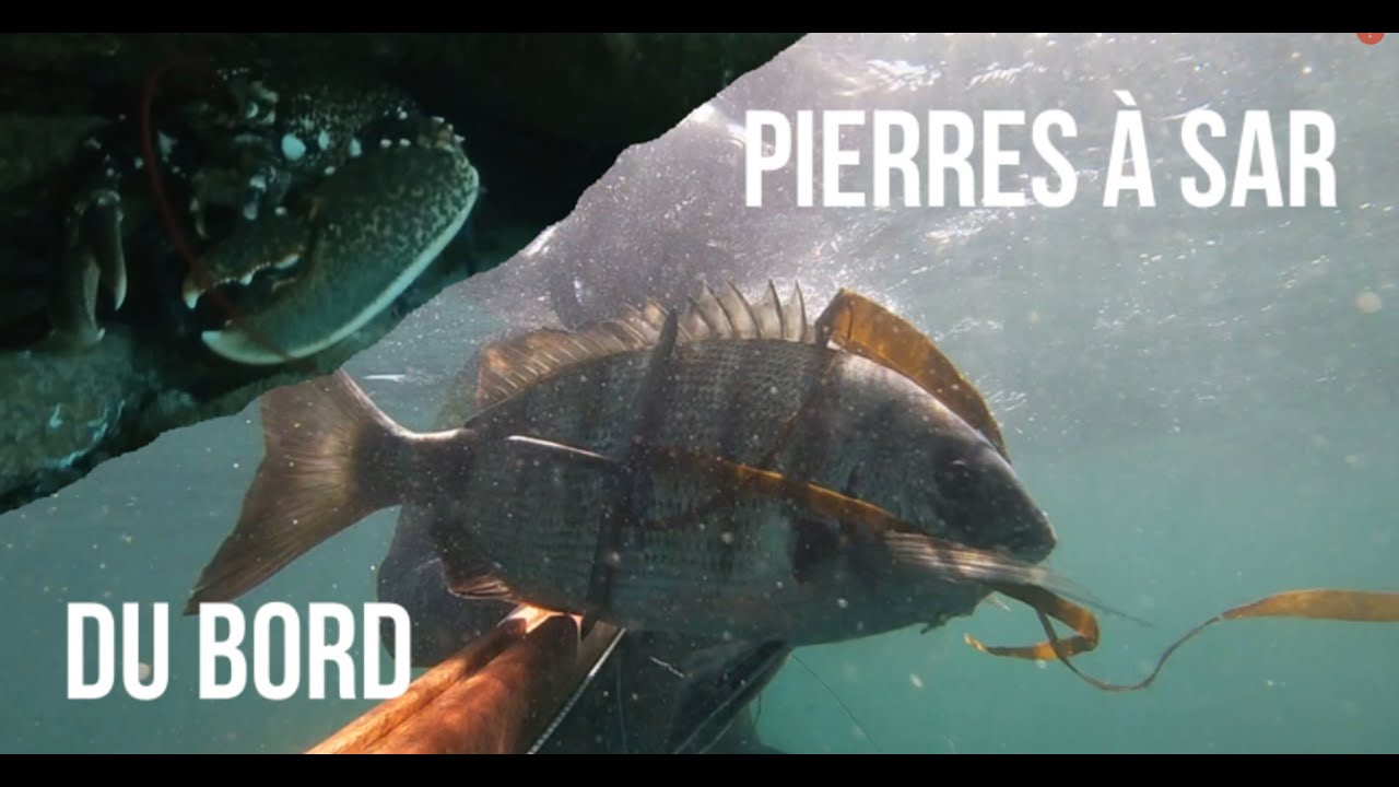 Chasse sous marine départ du bord et pierres à sars ( Bretagne - Morbihan)