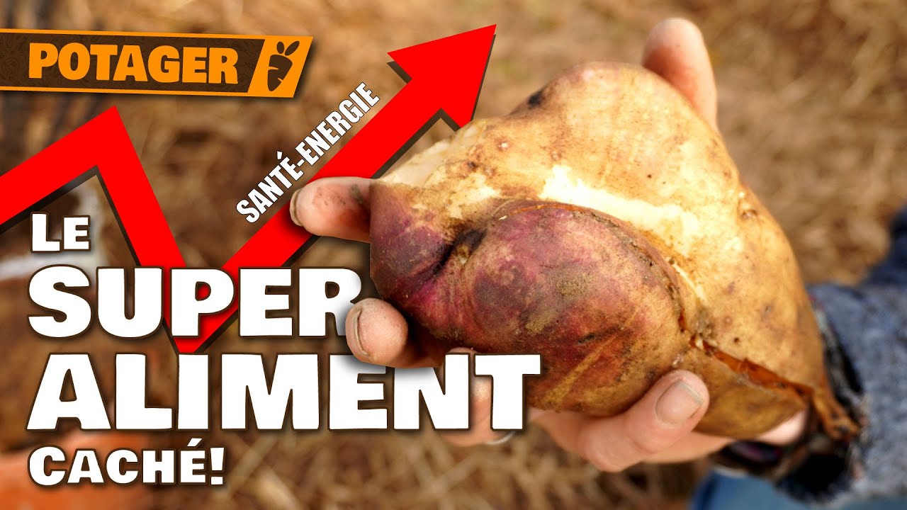 POIRE de TERRE (YACON): Secret d'un légume incontournable au potager