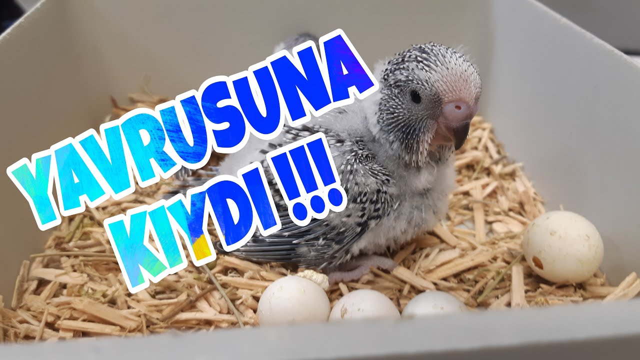 MUHABBET KUŞU YAVRUSUNU NEDEN ÖLDÜRÜR ?