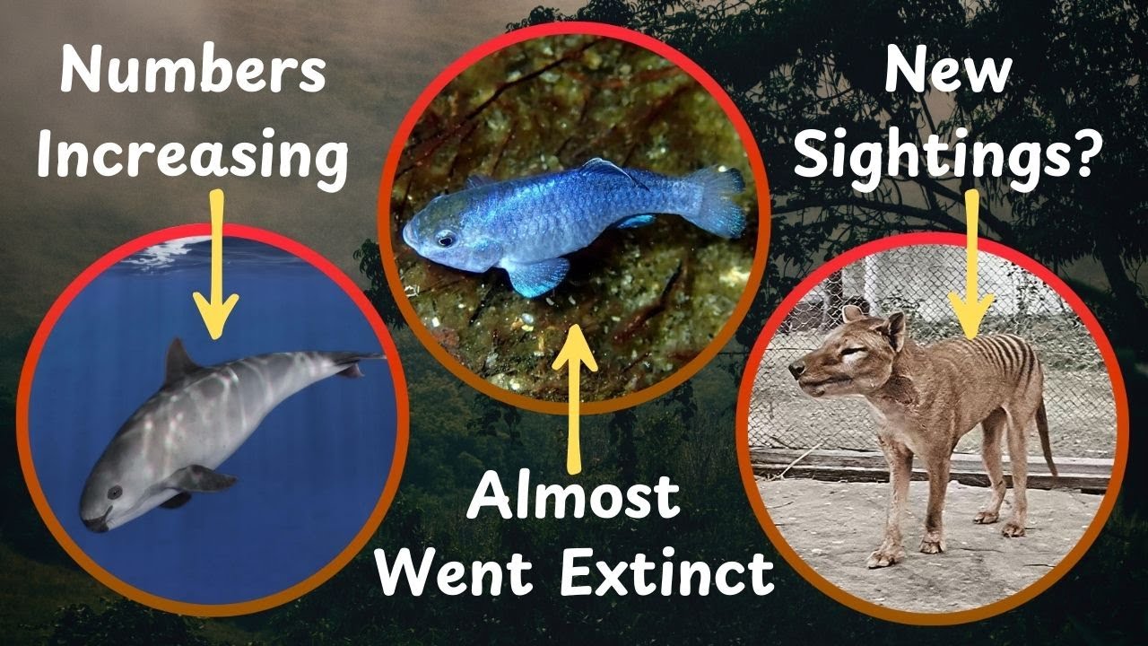 Big Updates For These Rare Species