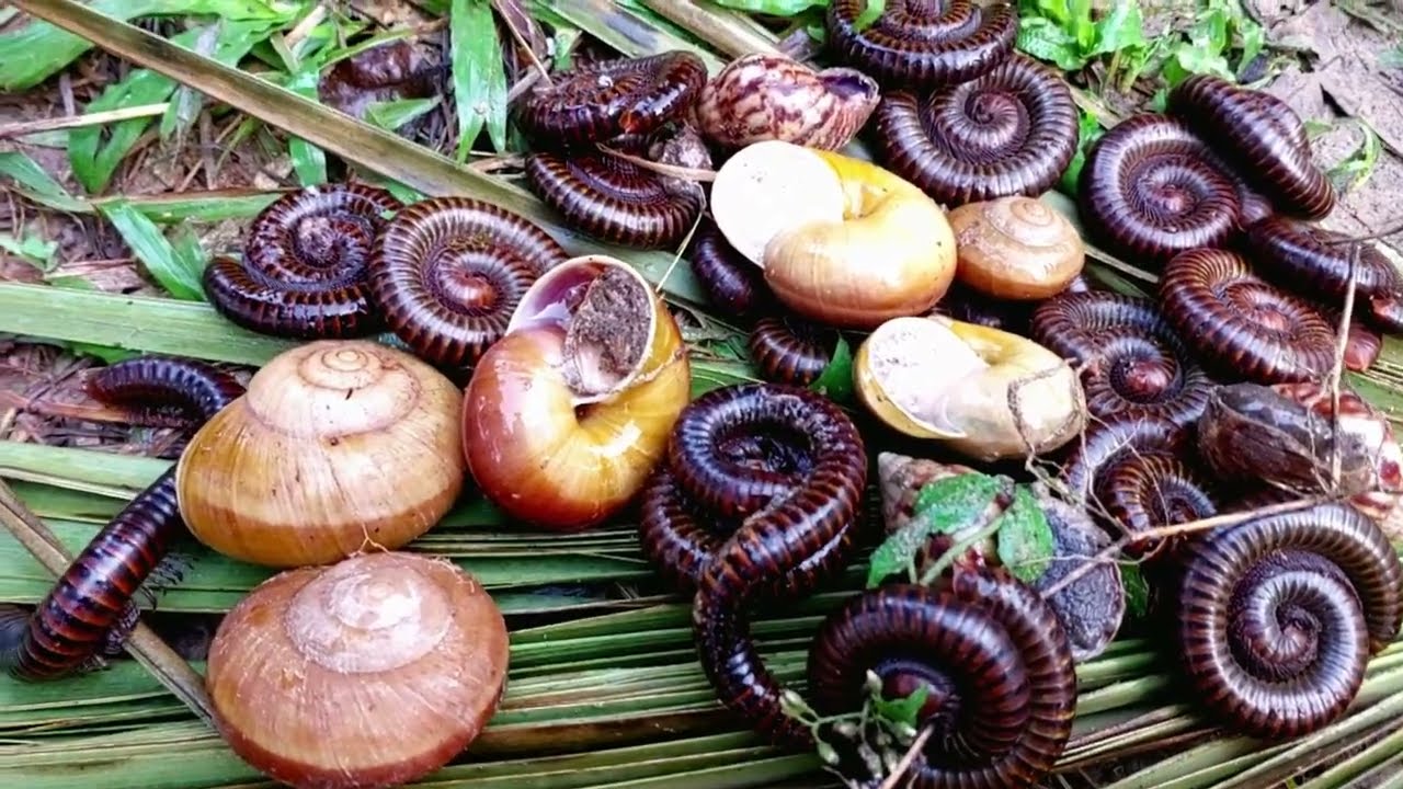 Uploaded; walking around catching insects in the morning millipedes insect#millipedes#