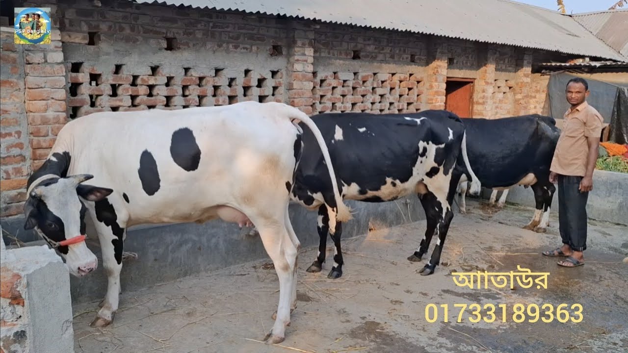 @ আজ ২৩/২/২০২৬|| বরিশাল ও হবিগঞ্জের খামারীর কিনে নেওয়া উন্নত জাতের দুধের গাভী বাছুর||