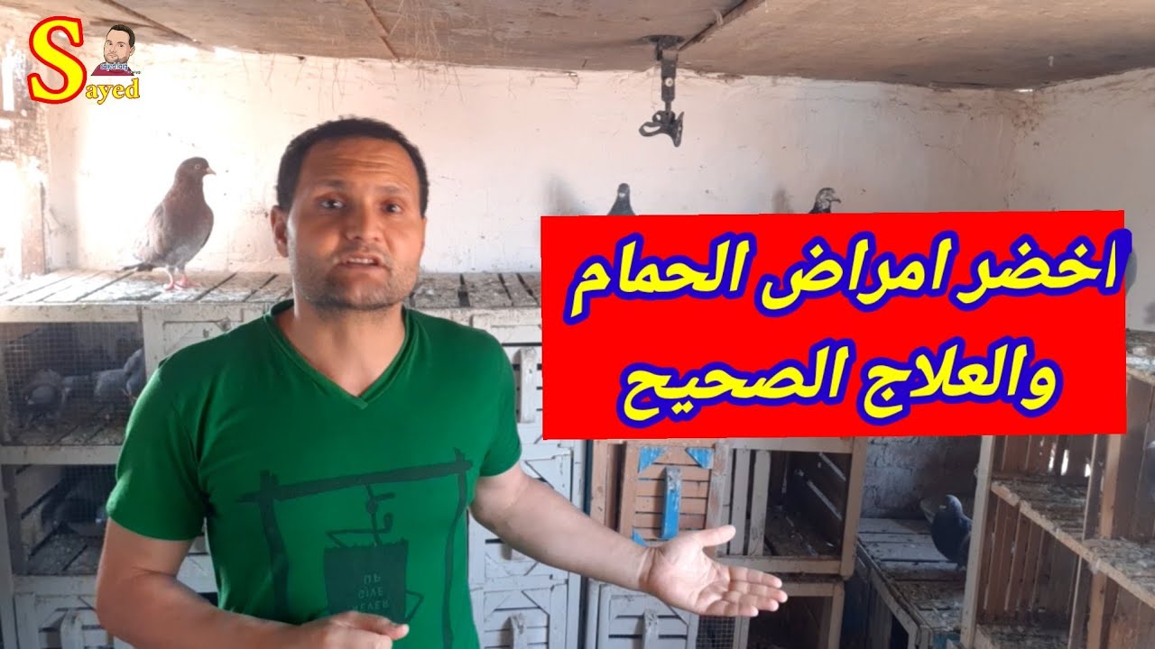 من أخطر #امراض قاتله للحمام#السالمونيلا و#الكنكر الفرق بنهم في التشخيص و#العلاج الصحيح