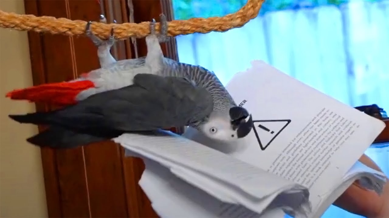 The Impossible Walnut | Live w/ Apollo the Talking Parrot