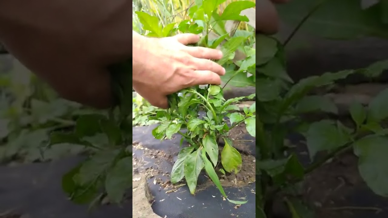 Stunted pepper? Or is it just sleeping? June 2022