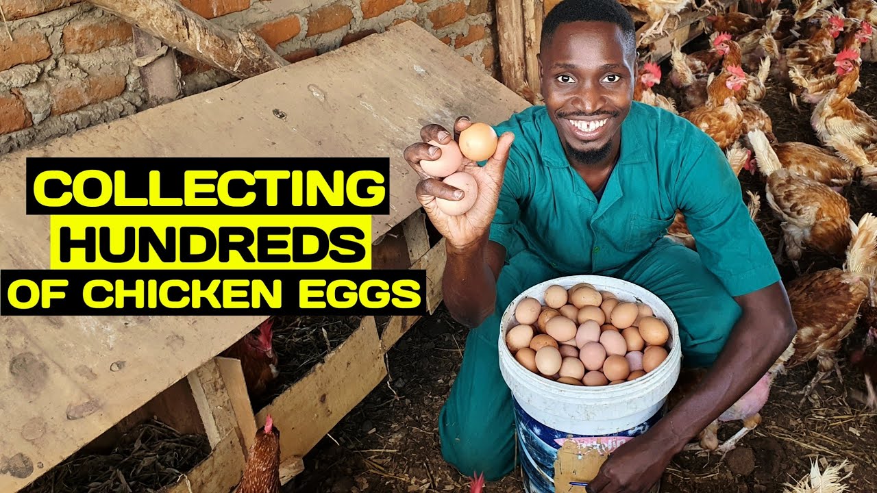 Collecting HUNDREDS OF EGGS from my Chickens