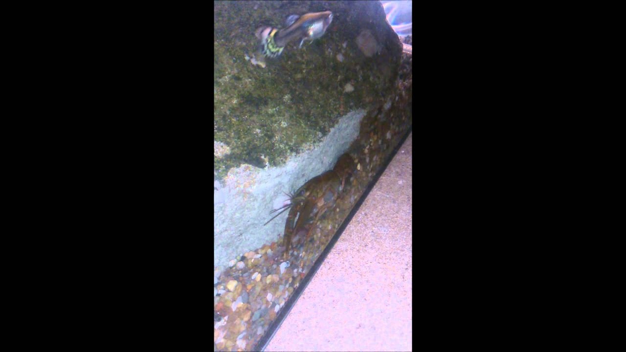 Astacus astacus vs  worm