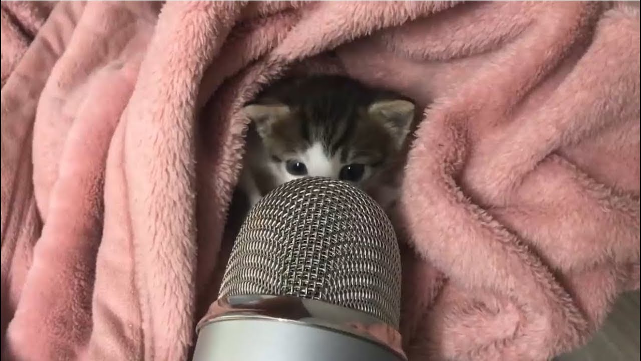 One Hour Kitty Asmr