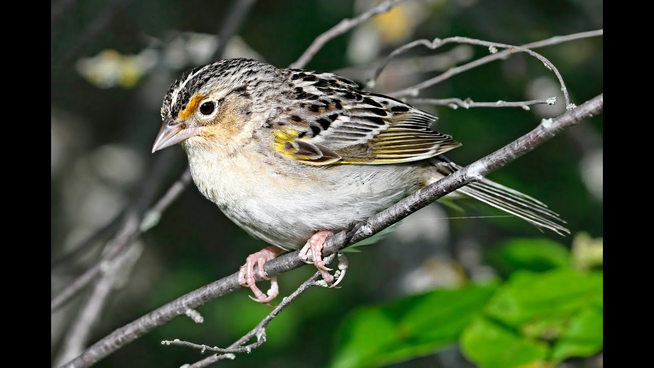 Sparrows -  Simple Beauty