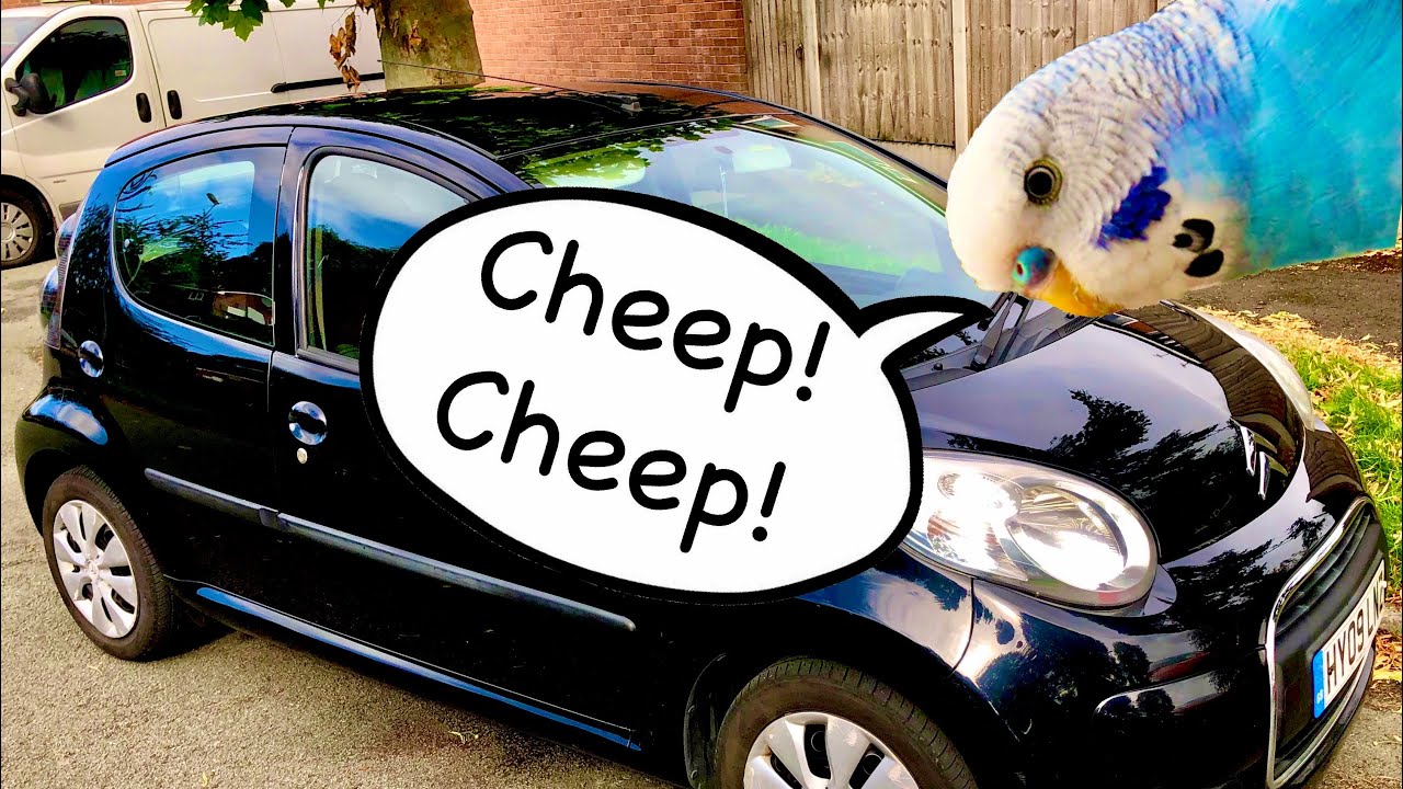 Aux Belt Adjustment, Citroen C1/Aygo/107. “Squeaky Fan Belt Tightened”