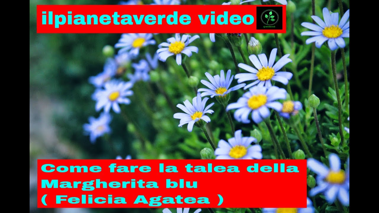 Come fare la talea della Margherita Blu