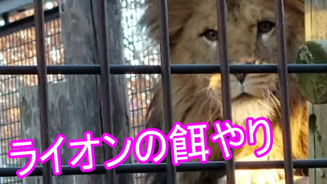 【茶臼山動物園】ライオンの餌やりと飼育員による説明