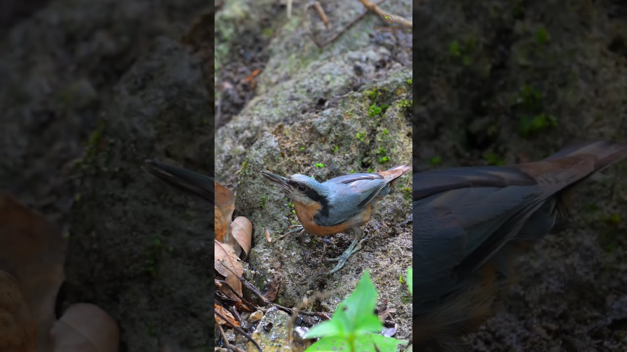 Nature&rsquo;s acrobat with a chestnut flair&mdash;spot the Chestnut-bellied Nuthatch! #planetbirds #birdfreaks