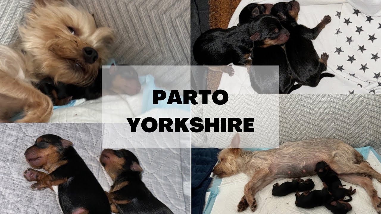 PARTO YORKSHIRE TERRIER/ Parto de nuestra perrita Nora ❤️