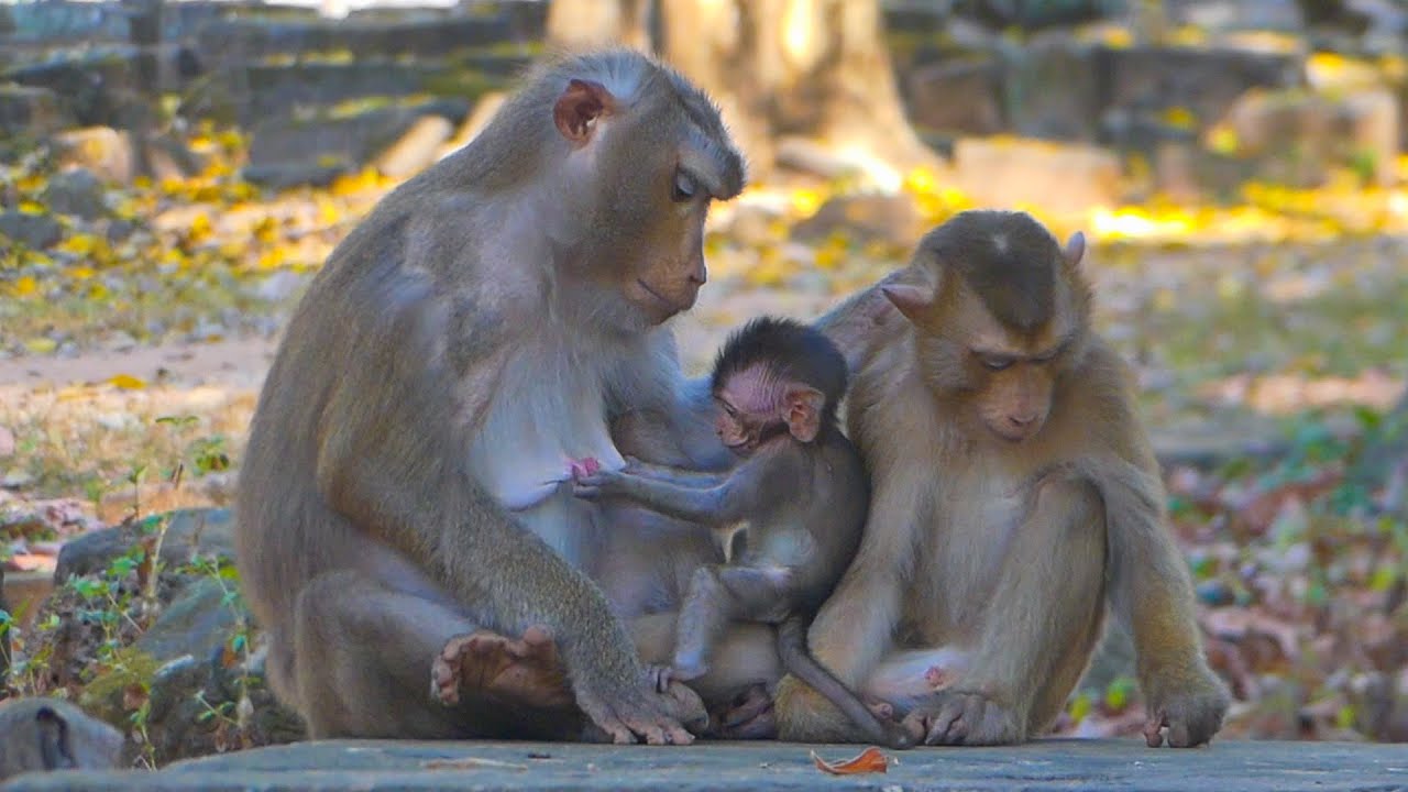 Who's baby? Leo is surprised with this tiny long-tailed baby coming to ask his Mama Libby for milk