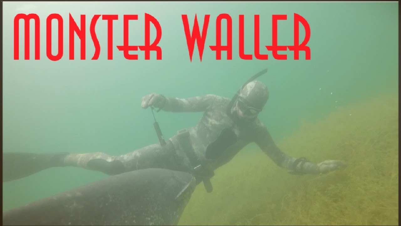Monster Waller im Wünschsee