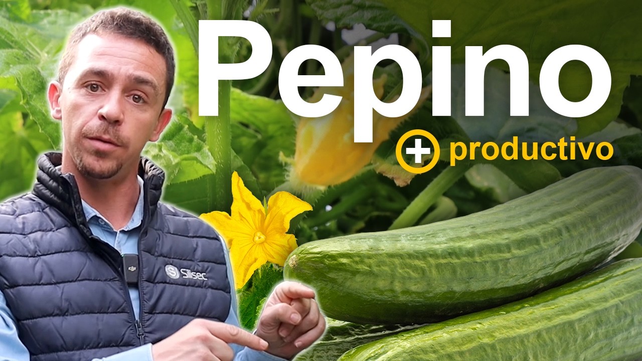 Cómo mantener el pepino productivo 5+ meses